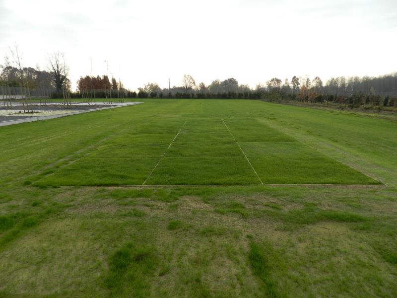 L'erba naturale cresce meglio dentro l'erba sintetica nel sistema PowerGrass