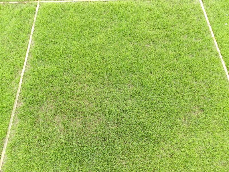 La crescita dell'erba naturale nel substrato di crescita di mix di sabbia e Geofill PG, con l'erba artificiale di seconda generazione PowerGrass