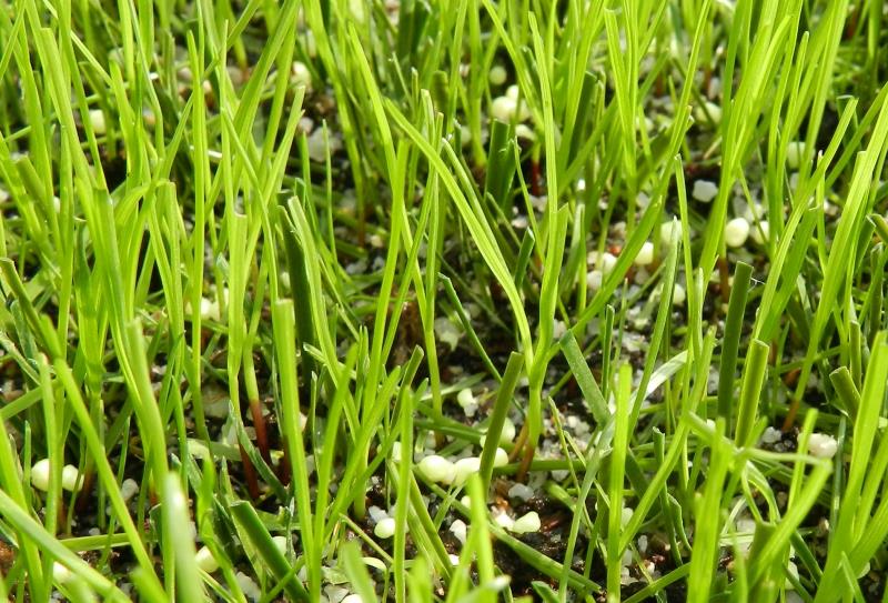 il prato naturale durante la sua prima fase di crescita nel manto sintetico 