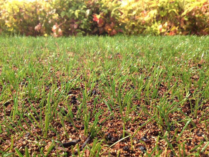 L'erba ibrida PowerGrass appena installata ed intasata con il mix di sabbia e Geofill PG