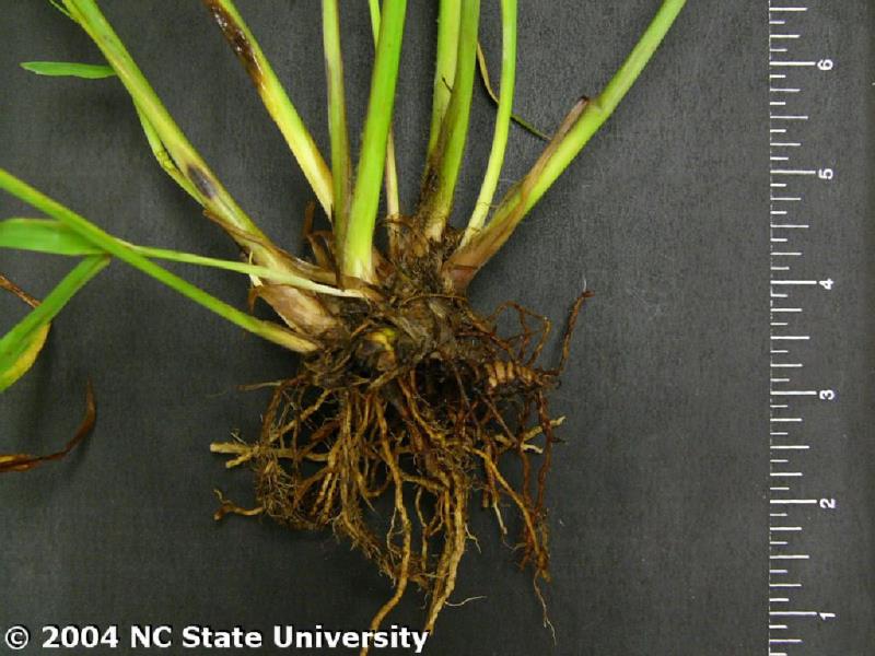 Ryegrass Crown