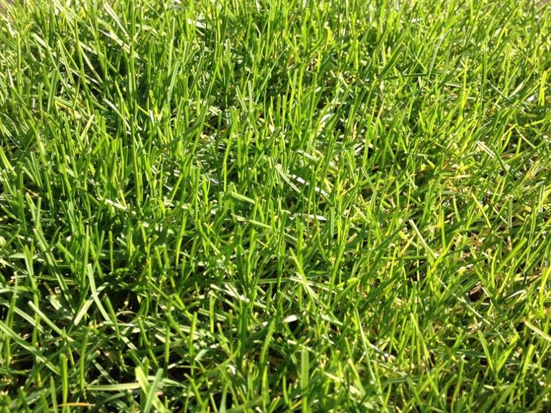 il prato ibrido PowerGrass con erba naturale